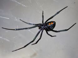 Latrodectus hesperus Berkeley, California.jpg