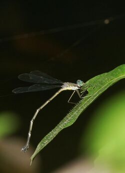 Lestes dorothea-Kadavoor-2018-08-05-002.jpg