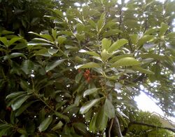 Lithocarpus edulis Nakai leaf acorn.jpg