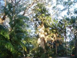 Livistona saribus Townsville Palmetum.jpg