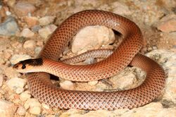 Mallee Black-headed Snake (Parasuta spectabilis) (9388336127).jpg
