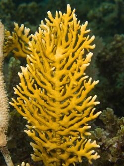Millepora alcicornis (Branching Fire Coral).jpg