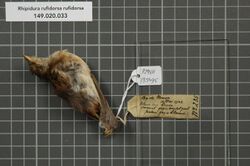 Naturalis Biodiversity Center - RMNH.AVES.135495 1 - Rhipidura rufidorsa rufidorsa Meyer, 1874 - Monarchidae - bird skin specimen.jpeg