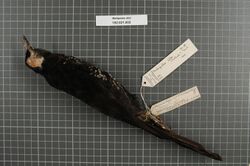 Naturalis Biodiversity Center - RMNH.AVES.148362 1 - Melipotes ater Rothschild & Hartert, 1911 - Meliphagidae - bird skin specimen.jpeg