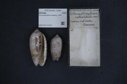 Naturalis Biodiversity Center - RMNH.MOL.212731 - Oliva splendidula Sowerby, 1825 - Olividae - Mollusc shell.jpeg