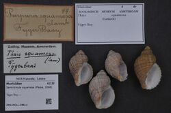Naturalis Biodiversity Center - ZMA.MOLL.28614 - Semiricinula squamosa (Pease, 1868) - Muricidae - Mollusc shell.jpeg