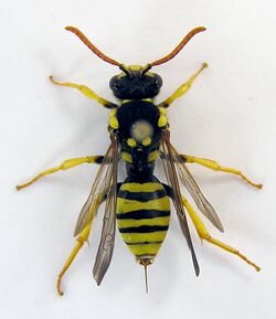 Nomada succincta.jpg