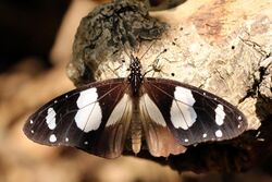 Novice butterfly (Amauris ochlea) male.jpg