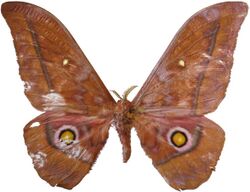 Nudaurelia amathusia - Cameroon.jpg