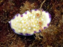 Nudibranch - Chromodoris albopustulosa.jpg