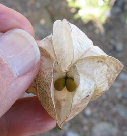 Nymania capensis Seed capsule IMG 6152.JPG
