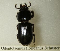 Odontotaenius floridanus sjh.jpg