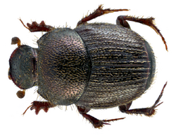 Onthophagus parvulus (Fabricius, 1798) male (13794115575).png