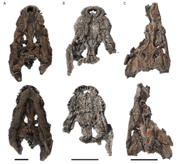 Orientalosuchus skulls coll - Massonne et al 2019.png