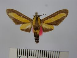 Ormetica flavobasalis.JPG