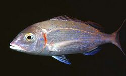 Pagellus erythrinus RO.jpg