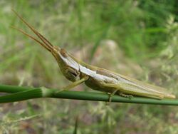 Pale Toothpick Grasshopper - Flickr - treegrow.jpg