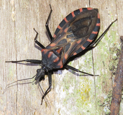 A black, six-legged winged insect with a long nose and antennae, and red stripes on its back and surrounding its body is standing on a piece of wood.