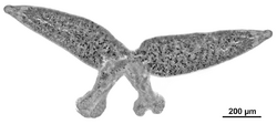 Parasite170100-fig1 Paradiplozoon hemiculteri (Monogenea, Diplozoidae) body only.png