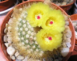 Parodia scopa713426543.jpg