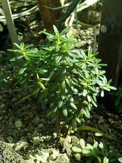 Peperomia galioides 2019-04-16 0828.jpg