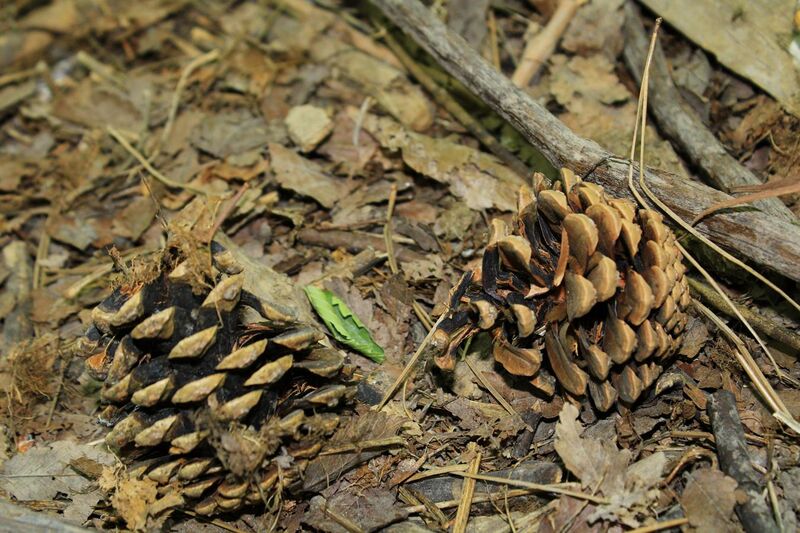 File:Pinus pinaster Cones.jpg
