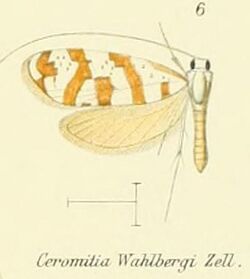 Pl.2-06-Ceromitia wahlbergi Zeller, 1852.JPG
