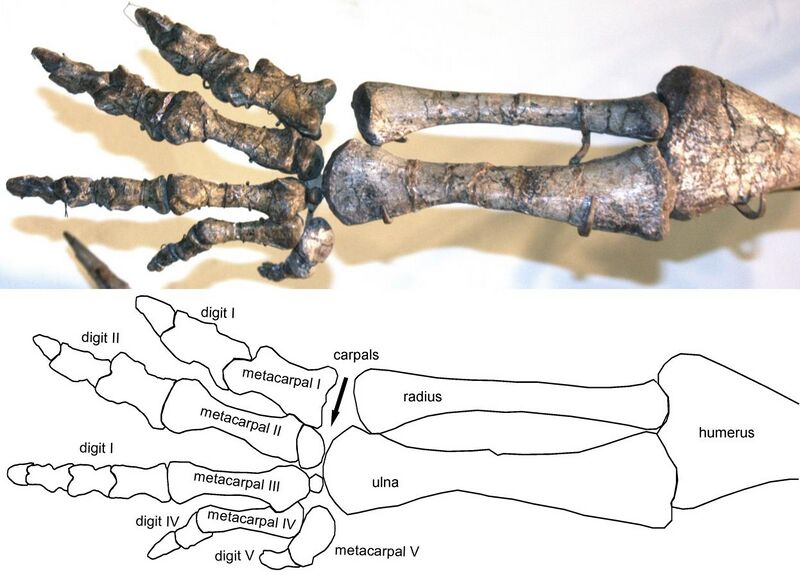 File:Plateosaurus arm and hand.jpg