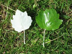 Populus alba leaf.jpg