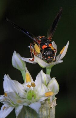 Potter Wasp - Parancistrocerus histrio, Woodbridge, Virginia.jpg