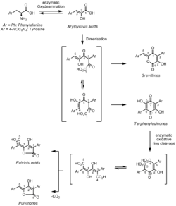 Pulvinone Biosynthesis.png