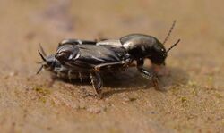 Pygmy mole cricket (8071068977) cropped.jpg