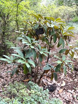Rhododendron coriaceum - Kunming Botanical Garden - DSC02833.JPG