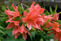 Rhododendron japonicum 01.jpg