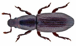 Rhyncolus ater (Linné, 1758) Syn.- Rhyncolus chloropus (Linné, 1758) (15194609467).png