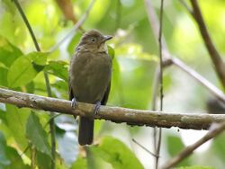 Schiffornis turdina - Brown-winged schiffornis.JPG