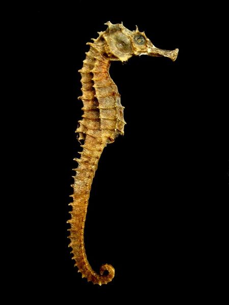 File:Seahorse Skeleton Macro 8 - edit.jpg