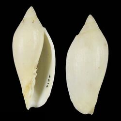 Seashell Amoria rinkensi.jpg