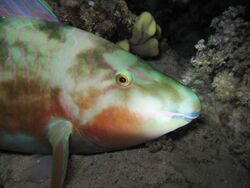 Sleeping longnose parrotfish.JPG