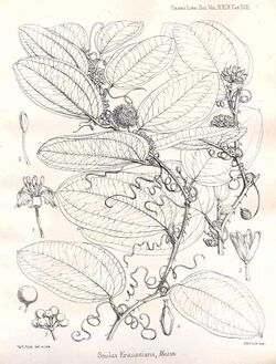 Smilax anceps00.jpg