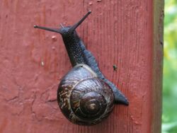 Snail on fence.jpg