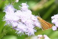 Southern skipperling (Copaeodes minima).jpg