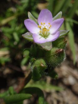 Spergularia macrotheca.jpg