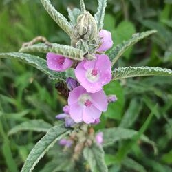 Sphaeralcea angustifolia (Malvaceae).jpg