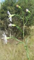 Symphyotrichum simmondsii 107676139.jpg