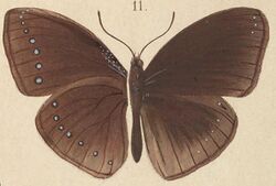 T6-11-Hypolimnas pithoeca Kirsch, 1877.JPG