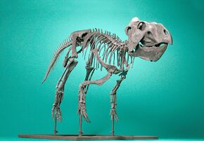 The Childrens Museum of Indianapolis - Prenoceratops pieganensis -1.jpg