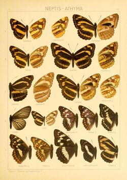 The Macrolepidoptera of the world (Taf. 55) (8145288426).jpg