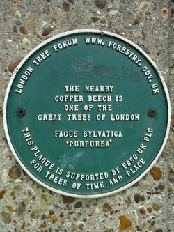 The South Woodford Copper Beech Plaque - St Mary's Church, 207 High Rd, South Woodford, London E18 2PA.jpg
