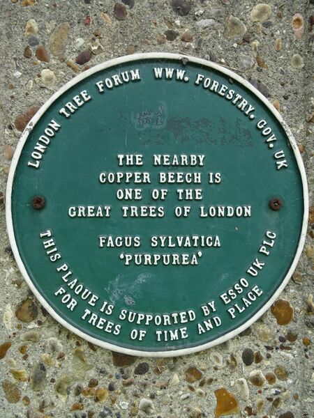 File:The South Woodford Copper Beech Plaque - St Mary's Church, 207 High Rd, South Woodford, London E18 2PA.jpg